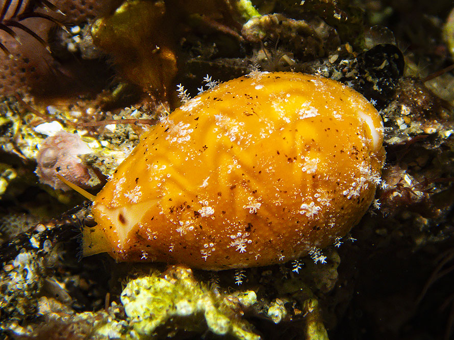 Palmadusta ziczac